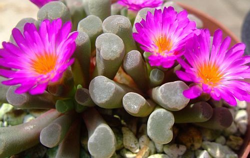 Frithia humilis Window Plant - Fairy Elephants Feet seeds