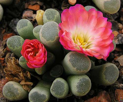 Frithia pulchra red window plant seeds