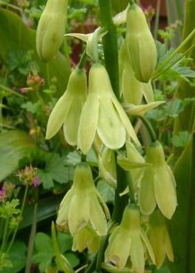 Galtonia regalis Golden Berg Lily seeds