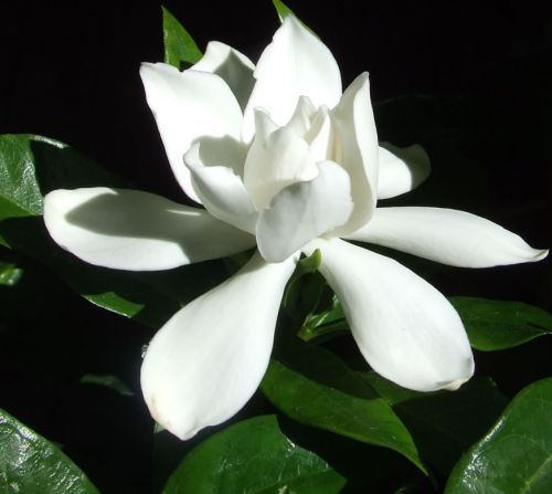 Gardenia jasminoides Cape Gardenia seeds