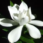 Gardenia jasminoides Gardenie Samen