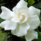 Gardenia resiniflua Gummiartige Gardenia Samen