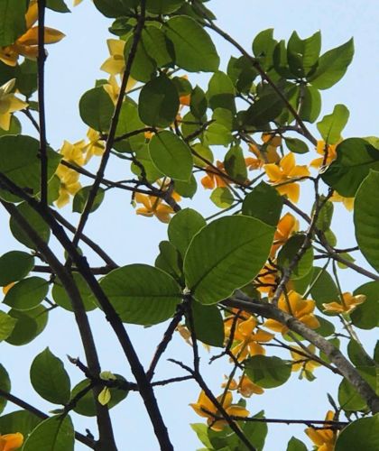 Gardenia sootepensis Golden Gardenie seeds