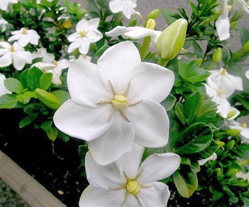 Gardenia thunbergia white gardenia seeds