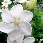 Gardenia thunbergia Bianco Gardenia semi