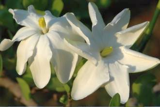 Gardenia volkensii bushveld gardenia seeds