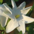Gardenia volkensii Transvaal Gardenia graines