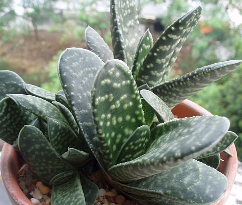 Gasteria bicolor dwarf gasteria seeds