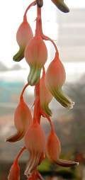 Gasteria bicolor dwarf gasteria seeds