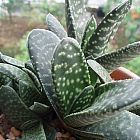 Gasteria bicolor