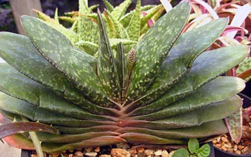 Gasteria brachyphylla succulent seeds