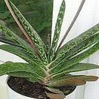 Gasteria brachyphylla planta suculenta semillas