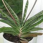 Gasteria brachyphylla Gasteria Samen