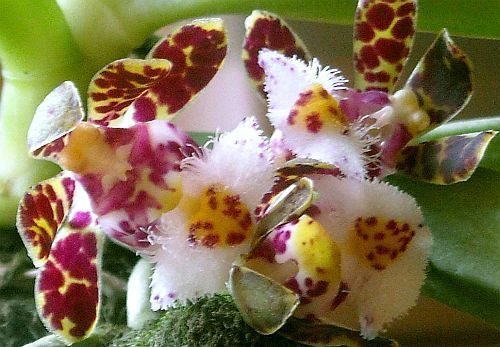 Gastrochilus bellinus orchids seeds