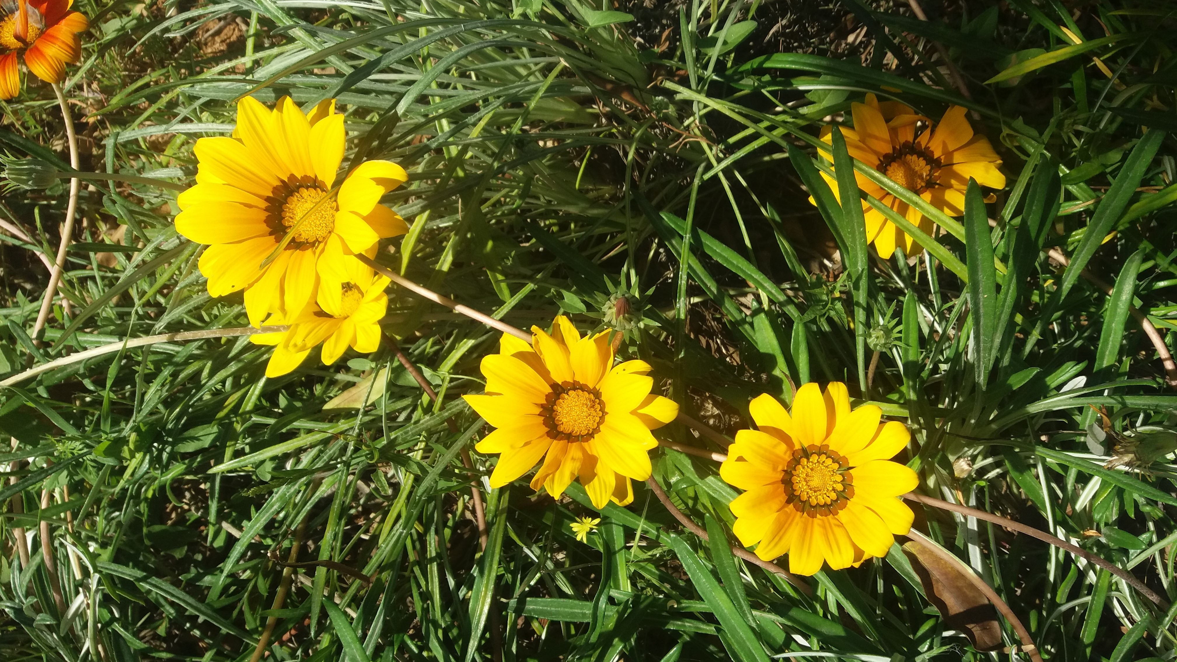 Gazania krebsiana Tanager Gazania seeds