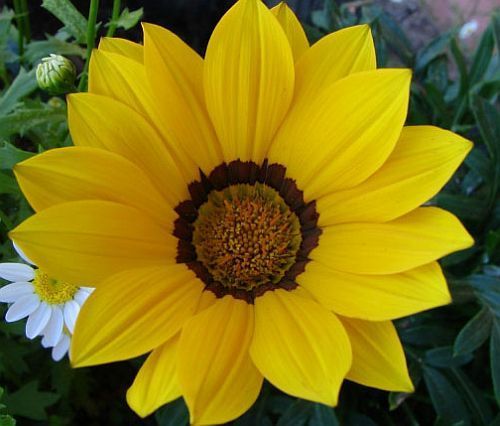 Gazania krebsiana high altitude terracotta gazania yellow seeds