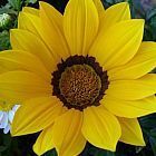 Gazania krebsiana high altitude Gazanie jaune graines