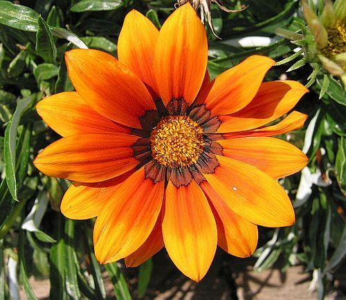 Gazania krebsiana orange terracotta gazania orange seeds