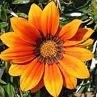 Gazania krebsiana orange Mittagsgold orange Samen