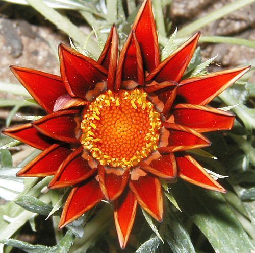 Gazania krebsiana red streak terracotta gazania red seeds