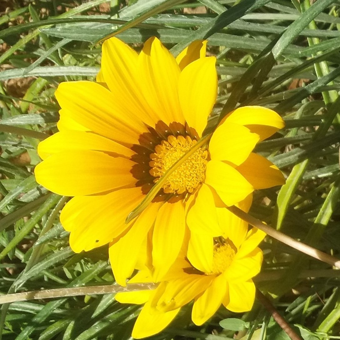 Gazania krebsiana