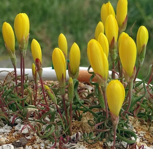 Geissorhiza corrugata wine cup seeds