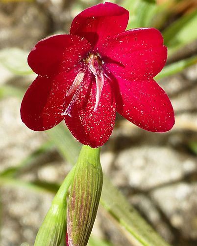 Geissorhiza inflexa wine cup seeds