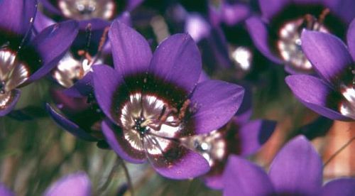 Geissorhiza monanthos wine cup seeds