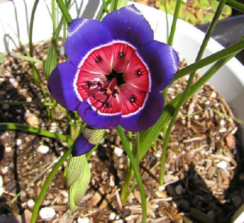 Geissorhiza radians wine cup seeds