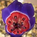 Geissorhiza radians