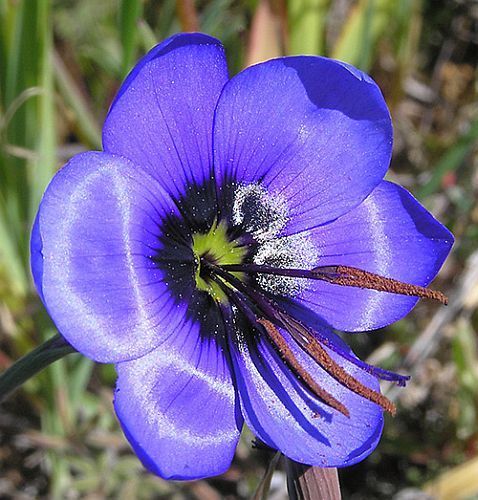 Geissorhiza splendidissima Bokkeveld pride seeds