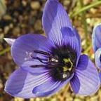 Geissorhiza splendidissima Geissorhiza Samen