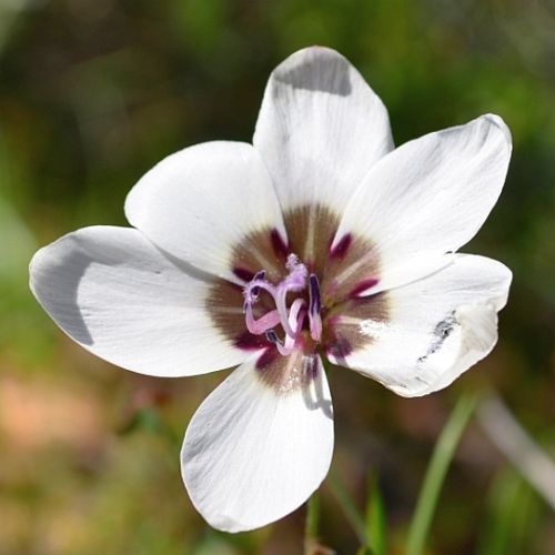 Geissorhiza tulbaghensis wine cup seeds