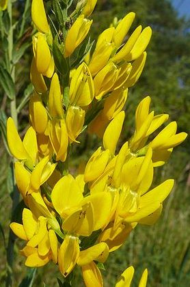 Genista tinctoria Dyers whin - Waxen woad - Waxen wood seeds