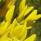 Genista tinctoria Gen?t des teinturiers graines