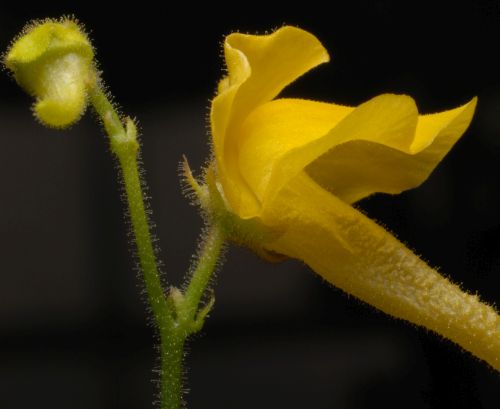 Genlisea aurea Corkscrew Plant seeds