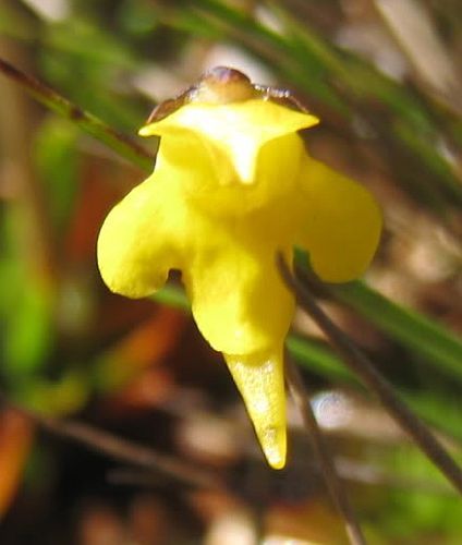 Genlisea pygmaea corkscrew plant seeds