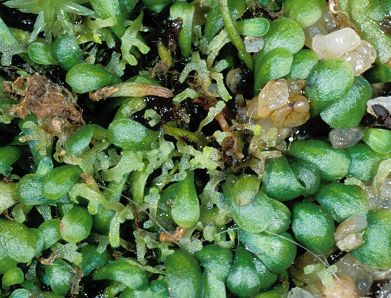 Genlisea repens Corkscrew Plant seeds