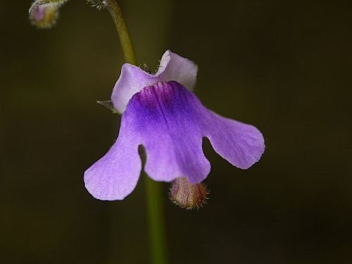 Genlisea subglabra corkscrew plant seeds