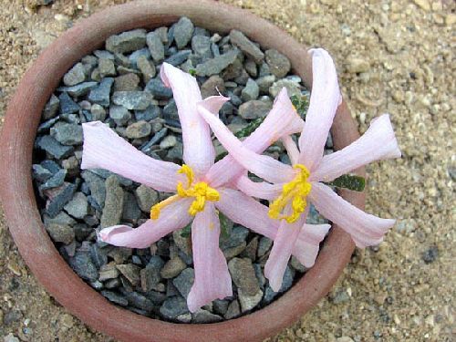 Gethyllis villosa Amaryllidaceae seeds