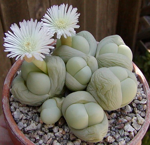 Gibbaeum album Aizoaceae seeds