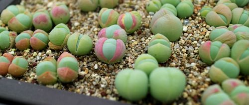 Gibbaeum comptonii succulent seeds