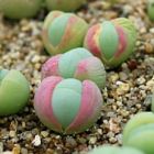 Gibbaeum comptonii  semillas