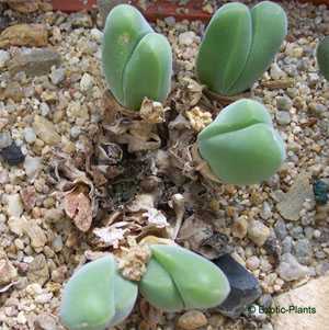 Gibbaeum Dispar living stones exotic rare mesembs rock cacti semi seed 100 SEEDS 
