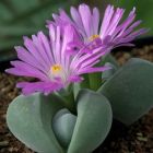 Gibbaeum dispar Mittagsblumengew?chs Samen