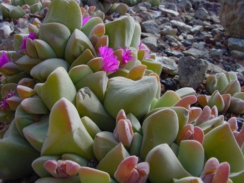 Gibbaeum haagei succulent seeds