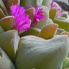 Gibbaeum haagei Sukkulente Samen