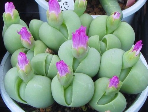 Gibbaeum haethii Mesembryanthemum seeds