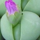 Gibbaeum haethii  semillas