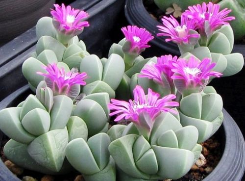 Gibbaeum petrense Mesembryanthemum seeds